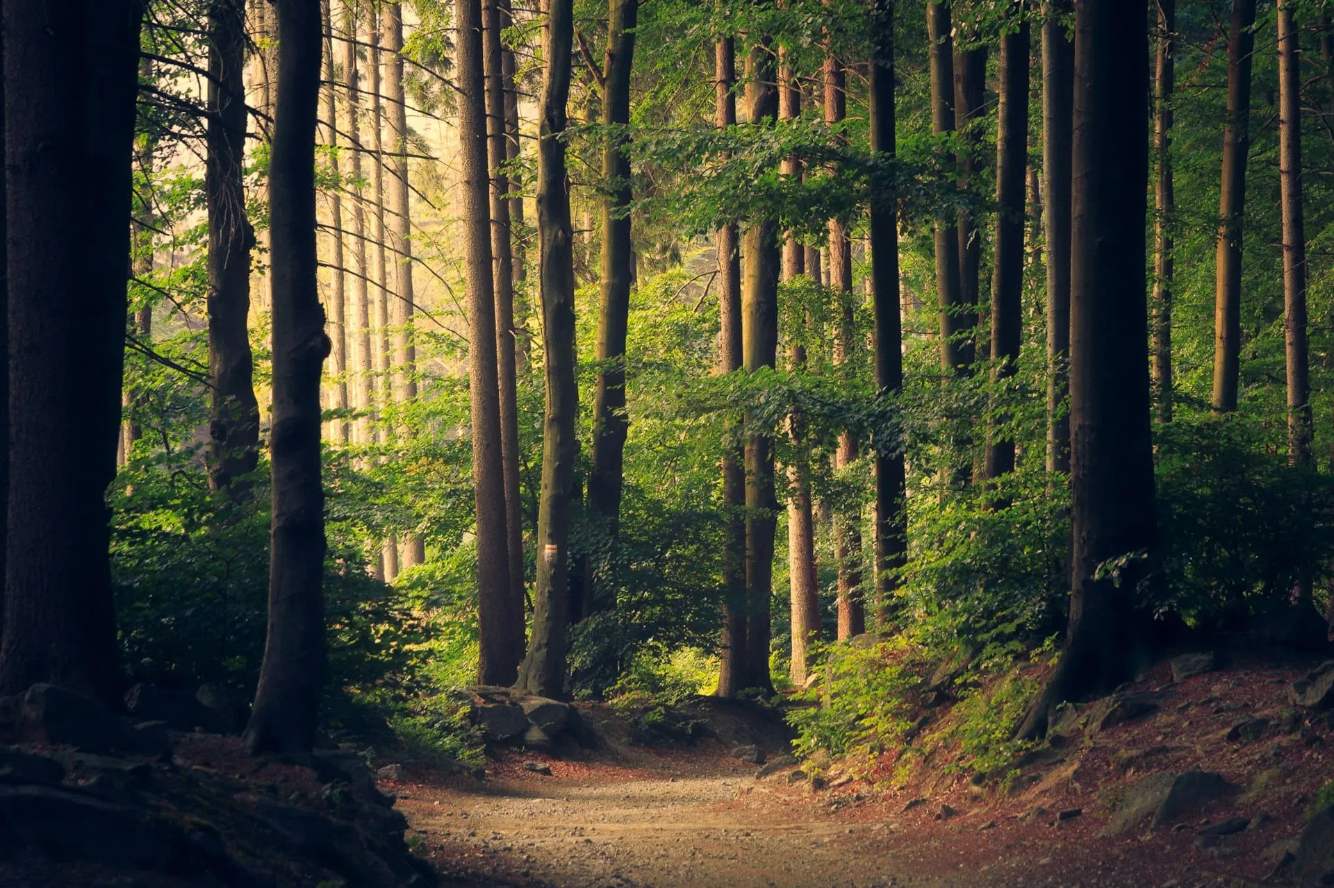 Bosque iluminado al amanecer